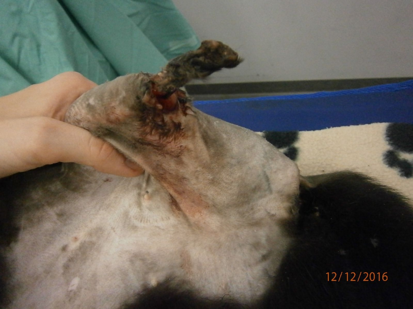 Katze Wormstedt TSV Jena (1)