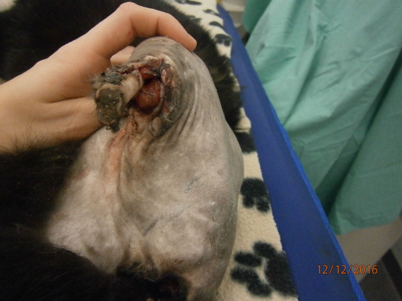 Katze Wormstedt TSV Jena (2)